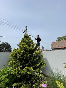 Stříhání a tvarování stromů a živých plotů